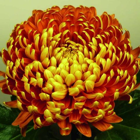 Chrysanthemum - Large Flowered