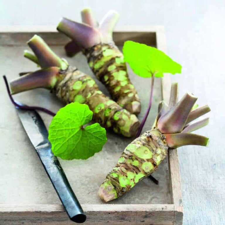 Wasabia Japonica Mephisto® Red Wasabi Freeplants