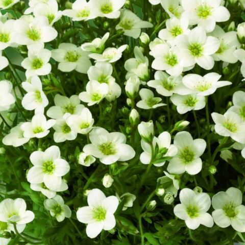 6 FREE Saxifraga x arendsii - Rockfoil - Choose Your Colour
