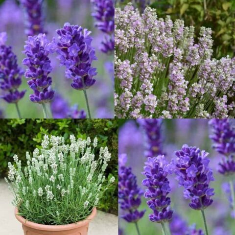Lavender Colour Collection - 3 Super Varieties