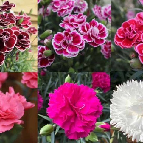 'Garden Pleasures' Selection - Choose from 5 Colour Varieties