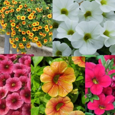 6 FREE Plants - Trailing 'mini petunia' Calita®Compact Collection
